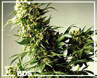 Hawaii x Maui Waui marijuana seeds