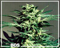 Hawaii x Skunk #1 Kannabis Samen