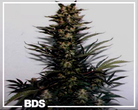 Haze cannabis seeds