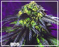 Haze 19 x Skunk Kannabis Samen