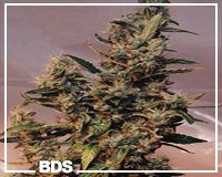 Hindu Kush
