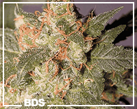 Hollands Hope Marijuhana Samen