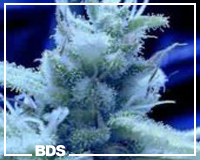Ice graines de marijuana