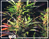 Indoor Mix