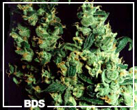 Jock Horror Marijuhana Samen