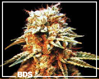 Kaya graines de cannabis