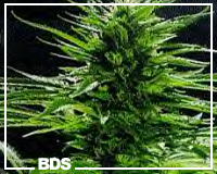 KC 33 x Master Kush cannabis zaden