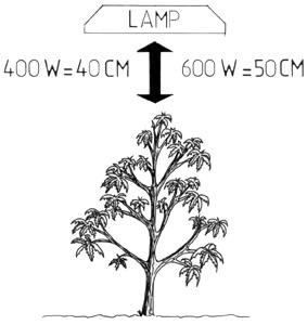 Height of the lamp to grow your graines de marijuana
