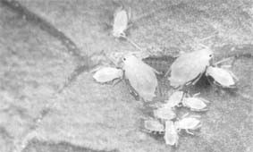 If your marijuana plants isn't doing very well, lice are probably interested in the graines de marijuana