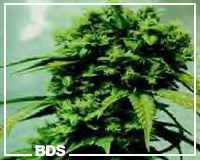Master Kush Marijuhana Samen