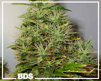 Misty Marijuhana Samen