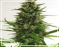 Mixed Sativa marijuana zaden