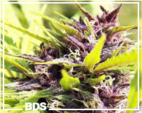 New Purple Power graines de cannabis