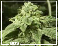 Northern Bright feminized marijuana seeds