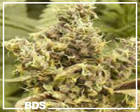 Northern Light graines de marijuana