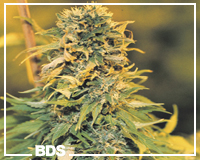 Northern Light x Big Bud