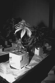 overfurtilized cannabis plant