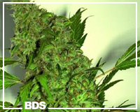 PPP cannabis zaden