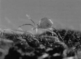 Predator mite that eats your marijuana plants, coming out of graines de marijuana