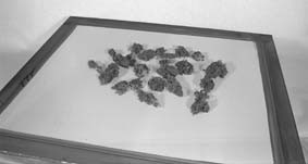 Skuff to get pure THC