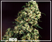 Skunk #1