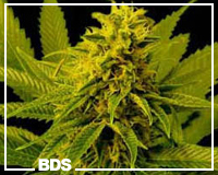 Snow White feminized cannabis seeds