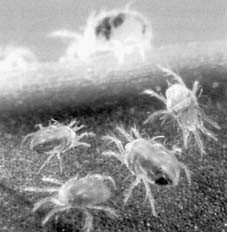 Spider mites that ruin your cannabis plants, coming out of your graines de cannabis