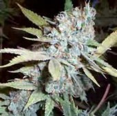Super Girl feminized marijuana seeds
