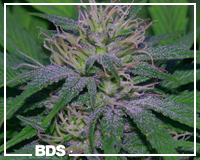 Super Ice graines de marijuana