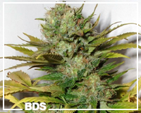Super Skunk cannabis seeds