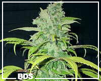 Swazi cannabis seeds