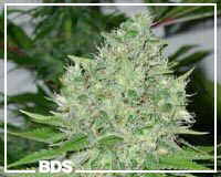 Swiss Miss marijuana seeds