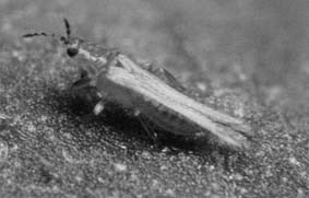 Thrips, not the best friend of your marijuana plants, coming out of graines de cannabis