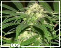 Venus feminized graines de cannabis