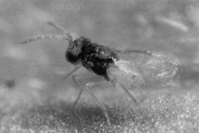 Assassinator wasp to protect your cannabis plants or graines de cannabis