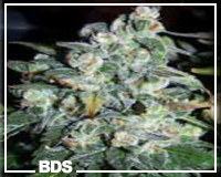 White Rhino graines de cannabis