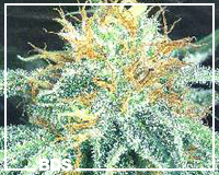 White Widow graines de marijuana