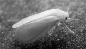 White fly that destroys your weed plants, coming out of your graines de cannabis
