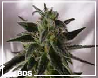 Wonder Woman feminized cannabis seeds