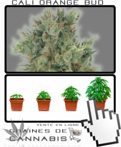 Comment tailler Cali Orange Bud cannabis?