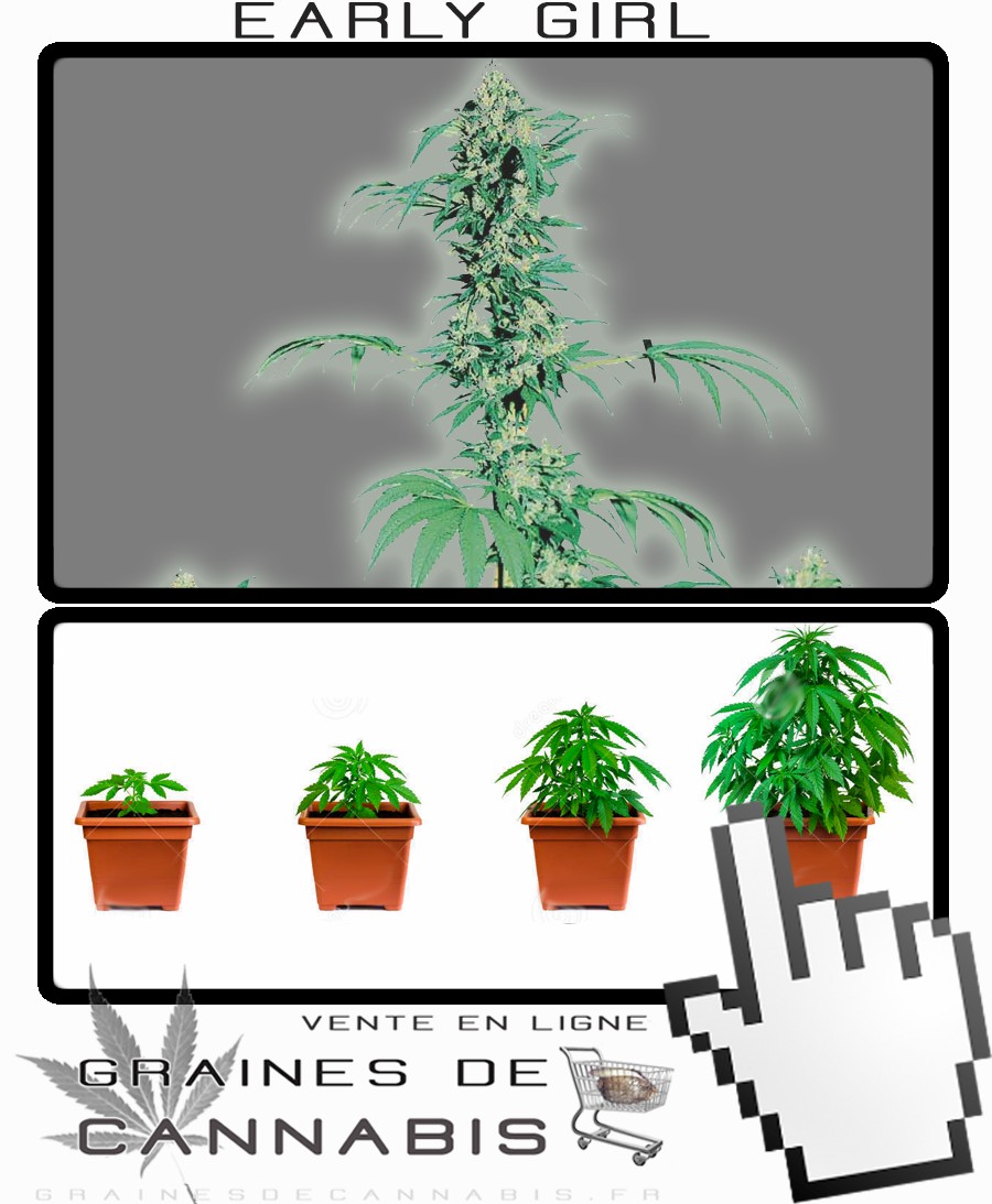 comment planter une graine