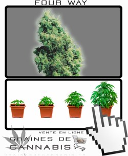 Comment tailler Four Way cannabis?