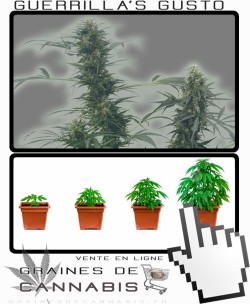 Comment tailler Guerrilla S Gusto cannabis?