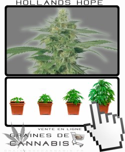 Comment tailler Hollands Hope cannabis?