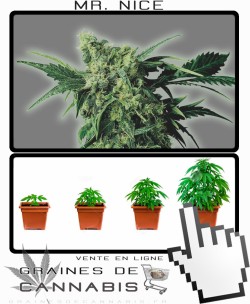 Comment tailler Mr Nice cannabis?