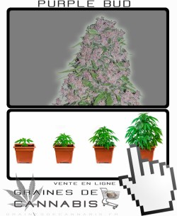 Comment tailler Purple Bud Feminisée cannabis?