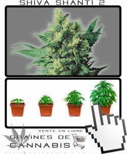 Comment tailler Shiva Shanti2 cannabis?