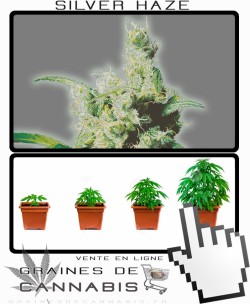 Comment tailler Silver Haze 9 Feminisée cannabis?