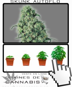 Comment tailler Skunk 1 Auto-florissante cannabis?