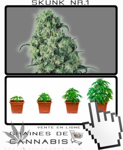 Comment tailler Skunk 1 cannabis?